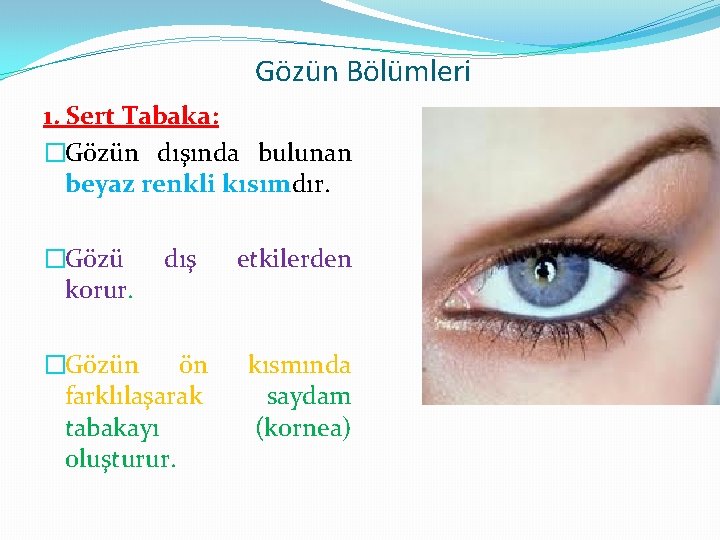 Gözün Bölümleri 1. Sert Tabaka: �Gözün dışında bulunan beyaz renkli kısımdır. �Gözü korur. dış