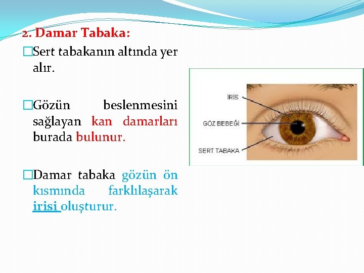 2. Damar Tabaka: �Sert tabakanın altında yer alır. �Gözün beslenmesini sağlayan kan damarları burada
