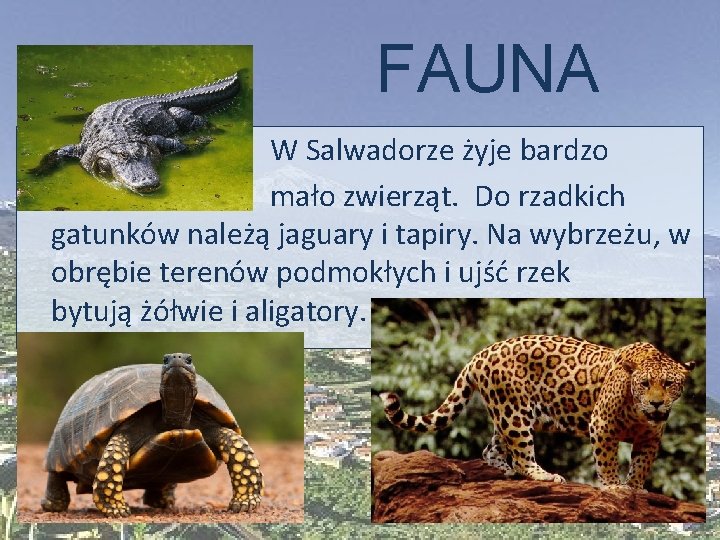 FAUNA W Salwadorze żyje bardzo mało zwierząt. Do rzadkich gatunków należą jaguary i tapiry.