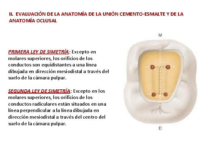 II. EVALUACIÓN DE LA ANATOMÍA DE LA UNIÓN CEMENTO-ESMALTE Y DE LA ANATOMÍA OCLUSAL