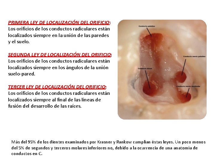 PRIMERA LEY DE LOCALIZACIÓN DEL ORIFICIO: Los orificios de los conductos radiculares están localizados