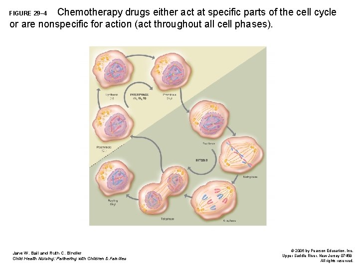 Chemotherapy drugs either act at specific parts of the cell cycle or are nonspecific Chemotherapy drugs either act at specific parts of the cell cycle or are nonspecific