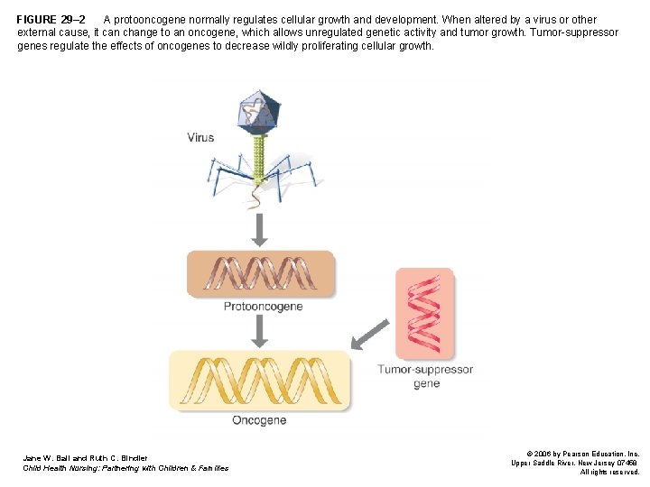FIGURE 29– 2 A protooncogene normally regulates cellular growth and development. When altered by FIGURE 29– 2 A protooncogene normally regulates cellular growth and development. When altered by