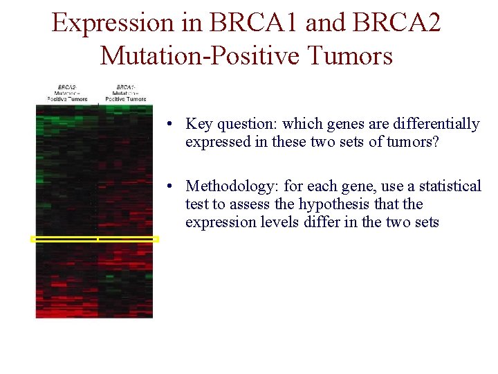 Expression in BRCA 1 and BRCA 2 Mutation-Positive Tumors • Key question: which genes