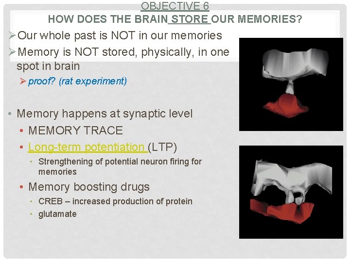 OBJECTIVE 6 HOW DOES THE BRAIN STORE OUR MEMORIES? ØOur whole past is NOT