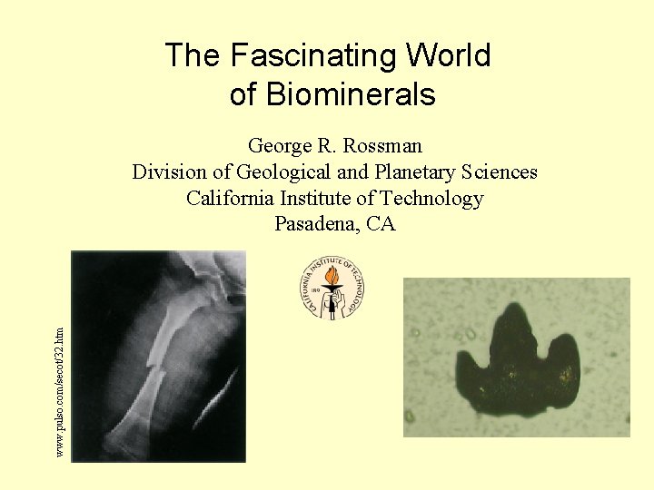 The Fascinating World of Biominerals www. pulso. com/secot/32. htm George R. Rossman Division of