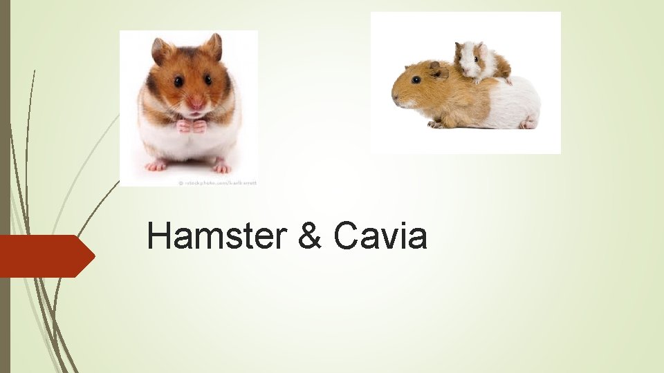 Hamster & Cavia 