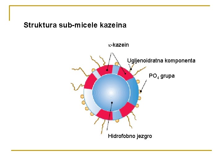 Struktura sub-micele kazeina -kazein Ugljenoidratna komponenta PO 4 grupa Hidrofobno jezgro 