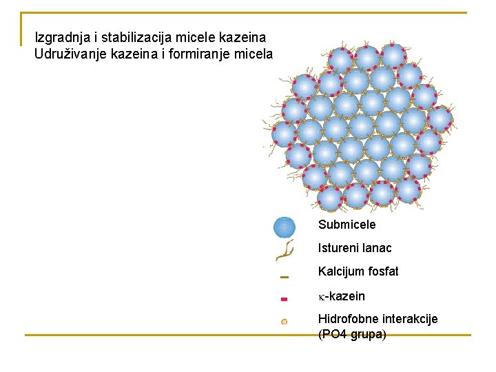 Izgradnja i stabilizacija micele kazeina Udruživanje kazeina i formiranje micela Submicele Istureni lanac Kalcijum