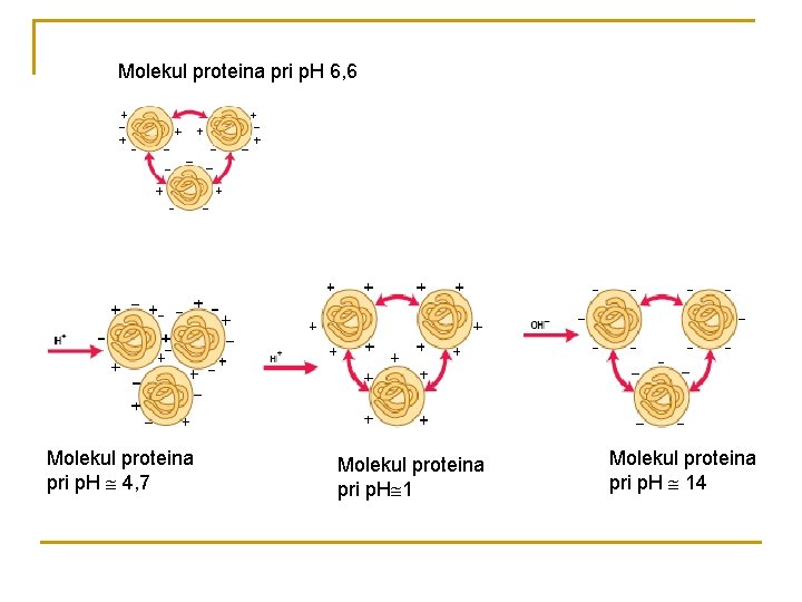Molekul proteina pri p. H 6, 6 Molekul proteina pri p. H 4, 7