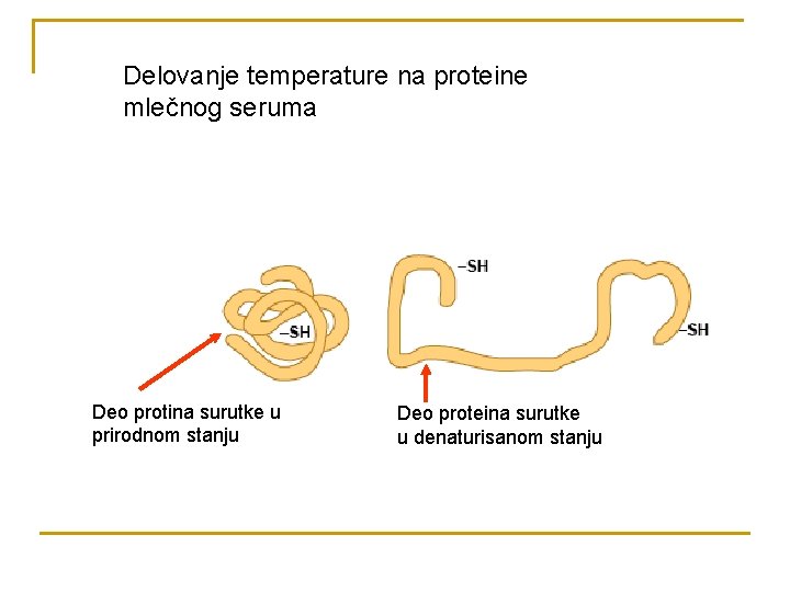 Delovanje temperature na proteine mlečnog seruma Deo protina surutke u prirodnom stanju Deo proteina