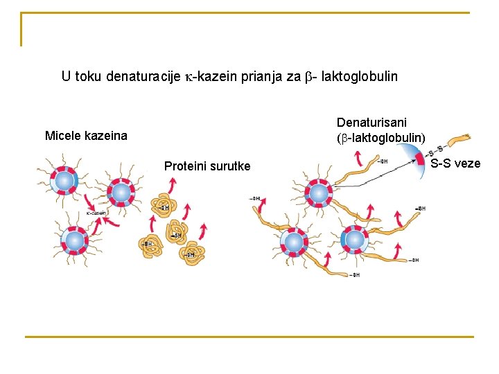 U toku denaturacije -kazein prianja za - laktoglobulin Denaturisani ( -laktoglobulin) Micele kazeina Proteini