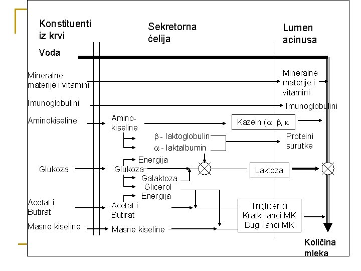 Konstituenti iz krvi Sekretorna ćelija Lumen acinusa Voda Mineralne materije i vitamini Imunoglobulini Aminokiseline