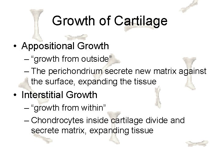 Growth of Cartilage • Appositional Growth – “growth from outside” – The perichondrium secrete