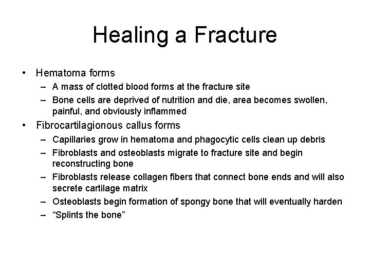 Healing a Fracture • Hematoma forms – A mass of clotted blood forms at