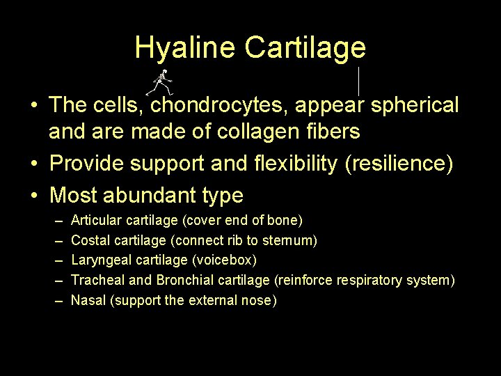 Hyaline Cartilage • The cells, chondrocytes, appear spherical and are made of collagen fibers