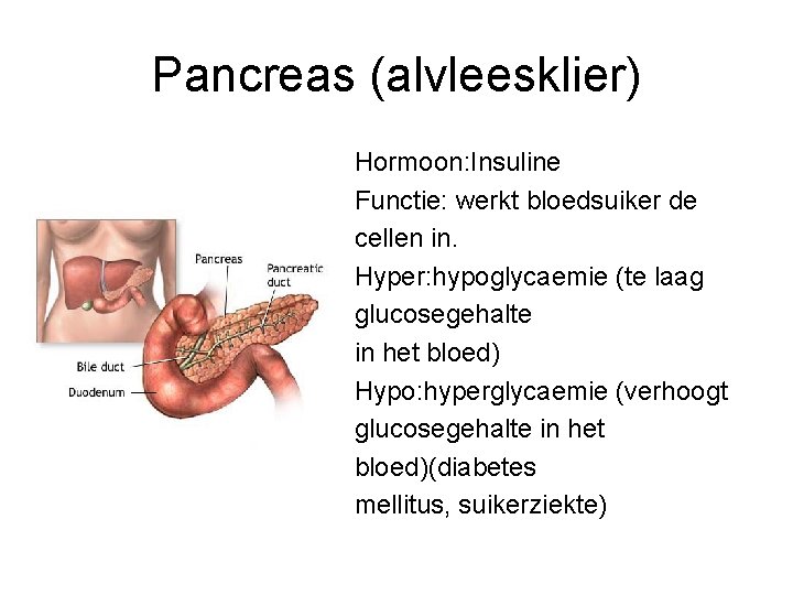 Pancreas (alvleesklier) Hormoon: Insuline Functie: werkt bloedsuiker de cellen in. Hyper: hypoglycaemie (te laag