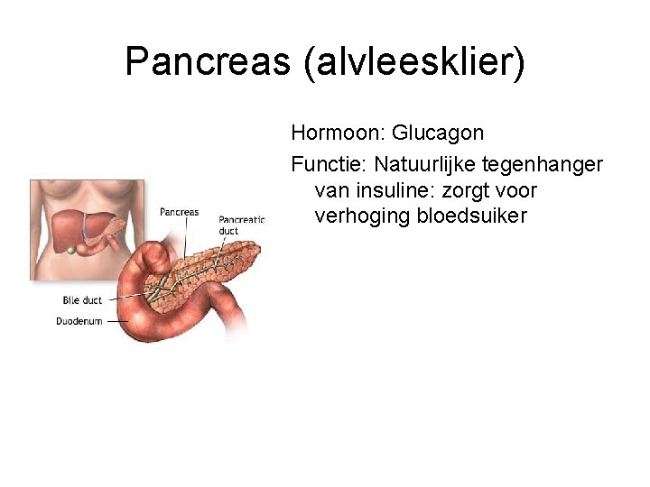 Pancreas (alvleesklier) Hormoon: Glucagon Functie: Natuurlijke tegenhanger van insuline: zorgt voor verhoging bloedsuiker 