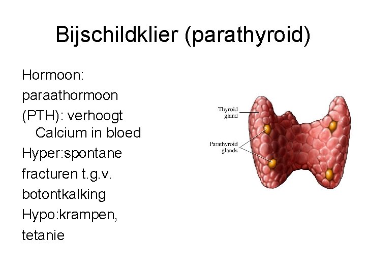 Bijschildklier (parathyroid) Hormoon: paraathormoon (PTH): verhoogt Calcium in bloed Hyper: spontane fracturen t. g.