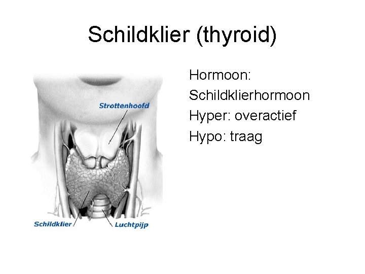 Schildklier (thyroid) Hormoon: Schildklierhormoon Hyper: overactief Hypo: traag 