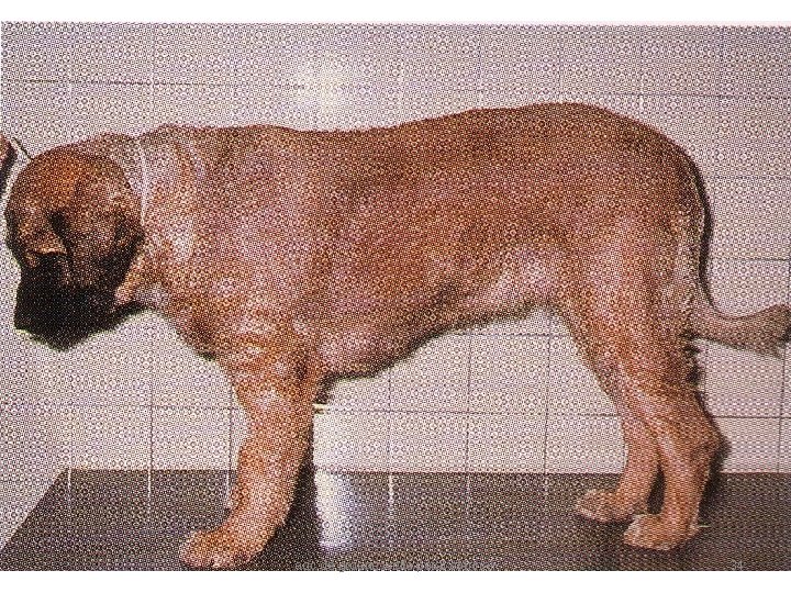 aoc de groene welle paraveterinair 34 