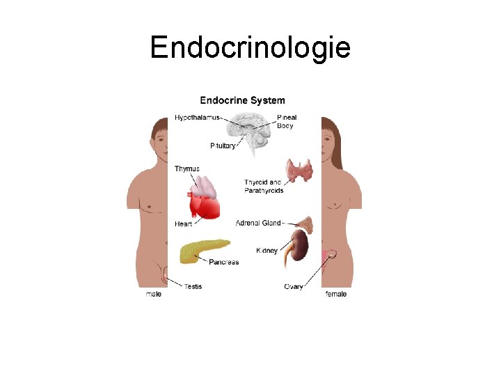 Endocrinologie 