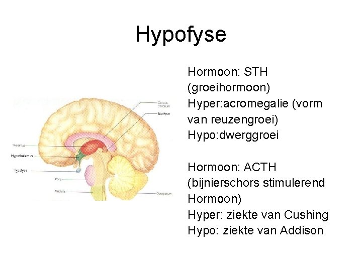 Hypofyse Hormoon: STH (groeihormoon) Hyper: acromegalie (vorm van reuzengroei) Hypo: dwerggroei Hormoon: ACTH (bijnierschors