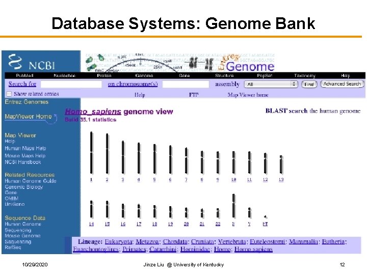 Database Systems: Genome Bank 10/29/2020 Jinze Liu @ University of Kentucky 12 Database Systems: Genome Bank 10/29/2020 Jinze Liu @ University of Kentucky 12