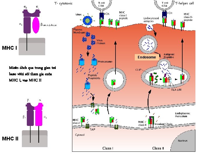 T- cytotoxic T-helper cell MHC I Endosome Mieãn dòch qua trung gian teá baøo
