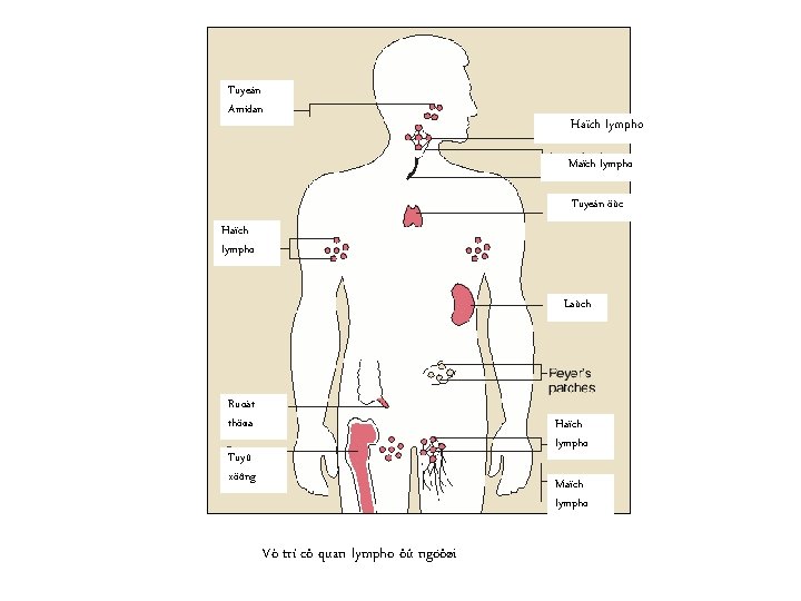 Tuyeán Amidan Haïch lympho Maïch lympho Tuyeán öùc Haïch lympho Laùch Ruoät thöøa Haïch