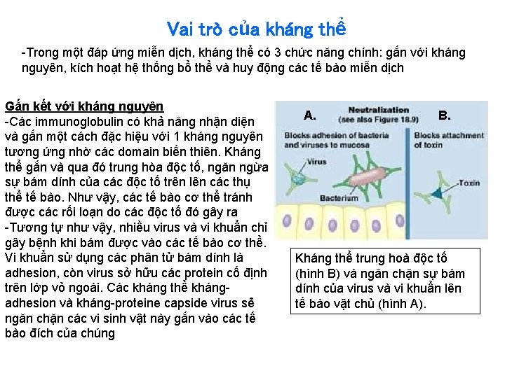 Vai trò của kháng thể -Trong một đáp ứng miễn dịch, kháng thể có