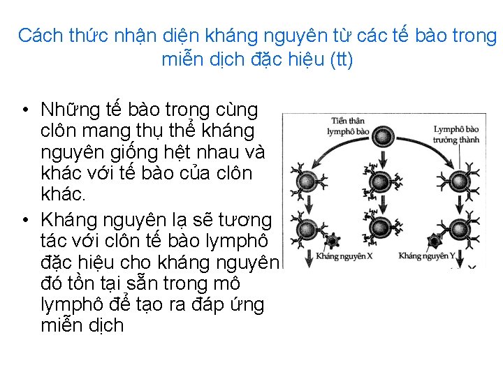 Cách thức nhận diện kháng nguyên từ các tế bào trong miễn dịch đặc