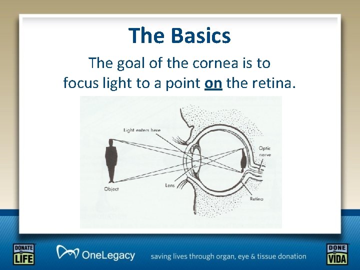 The Basics The goal of the cornea is to focus light to a point