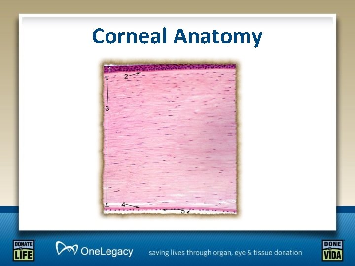 Corneal Anatomy 