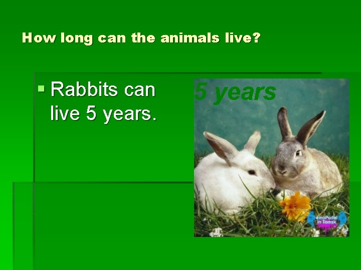 How long can the animals live? § Rabbits can live 5 years 