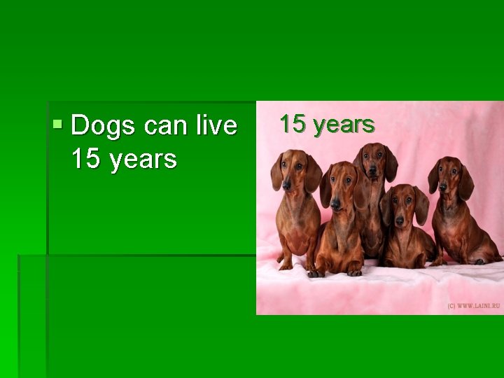 § Dogs can live 15 years 