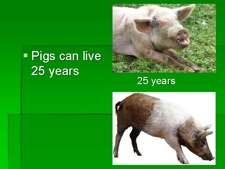 § Pigs can live 25 years 