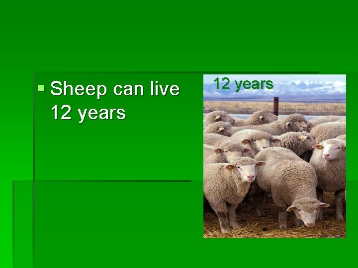 § Sheep can live 12 years 