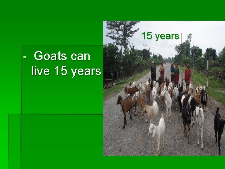 15 years § Goats can live 15 years 