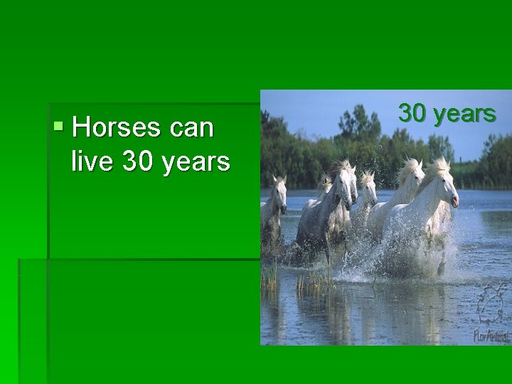 § Horses can live 30 years 