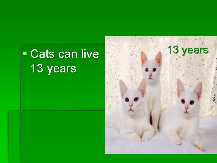 § Cats can live 13 years 