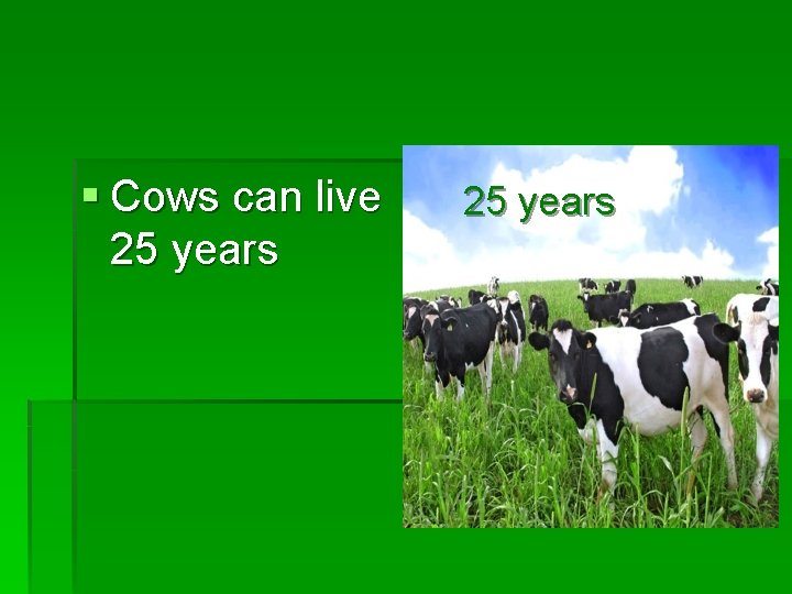 § Cows can live 25 years 