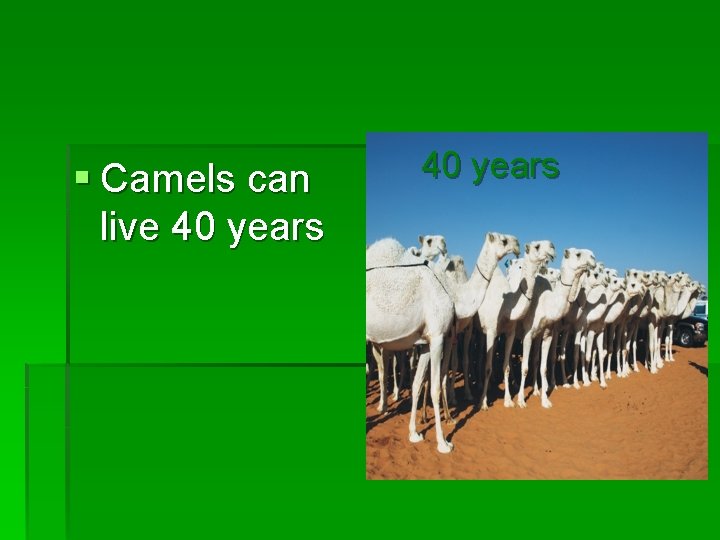 § Camels can live 40 years 