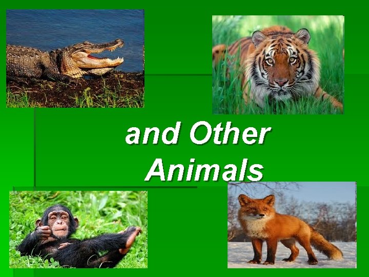 and Other Animals 