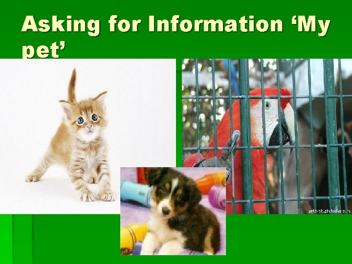 Asking for Information ‘My pet’ 