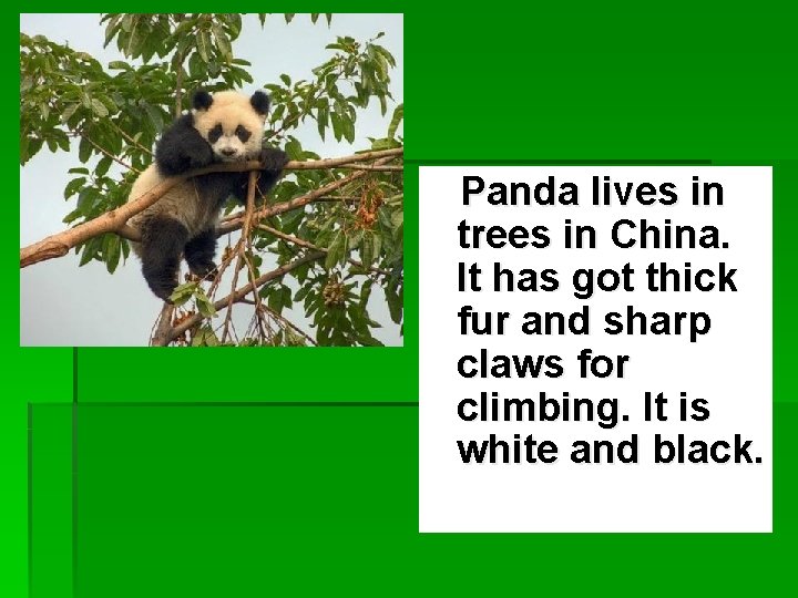 Panda lives in trees in China. It has got thick fur and sharp claws