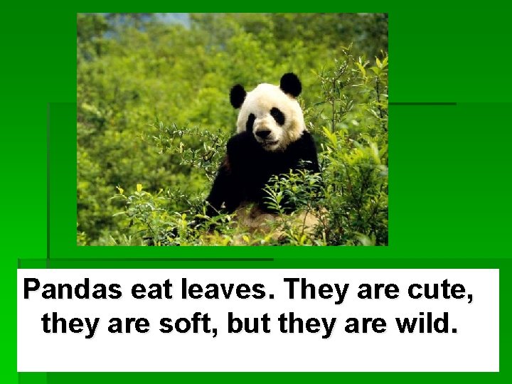 Pandas eat leaves. They are cute, they are soft, but they are wild. 