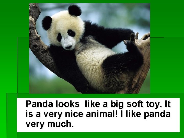 Panda looks like a big soft toy. It is a very nice animal! I