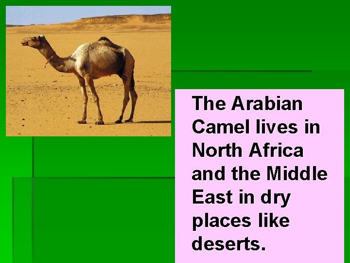 The Arabian Camel lives in North Africa and the Middle East in dry places