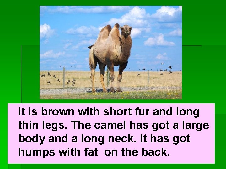 It is brown with short fur and long thin legs. The camel has got